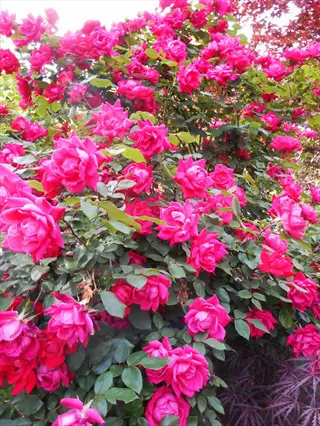 lush knock out rose bush blooming with vibrant pink flowers and green foliage