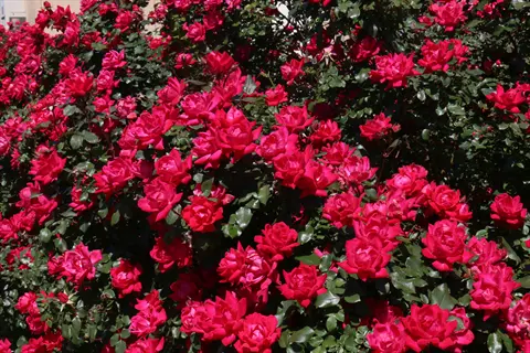 lush knockout rose shrub covered in vibrant red blooms under sunlight
