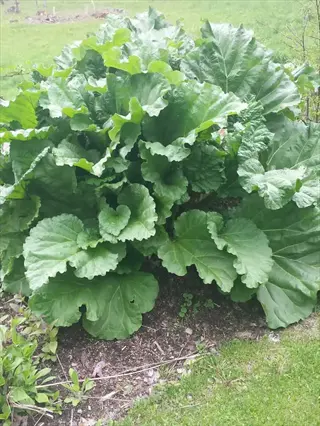 lush macdonald rhubarb plant with large green leaves growing in a garden bed surrounded by grass