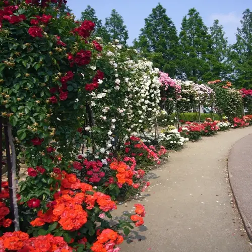 lush multi-colored rose garden planting bordering a curved garden path under a clear blue sky