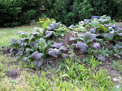lush mustard greens garden bed with purple-tinged leaves in a sunny backyard garden