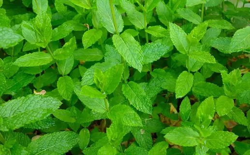lush peppermint herb plant (mentha x piperita) with vibrant green serrated leaves growing densely