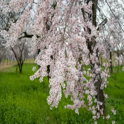 lush pink almond tree blossoms in a vibrant garden with green grass and springtime scenery
