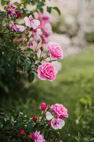 lush pink rose garden bloom featuring open ruffled roses and unopened buds on green stems with soft-focus foliage background