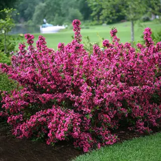 lush pink weigela (weigela florida) flowering shrub in full bloom within a landscaped garden with pond and lawn in background