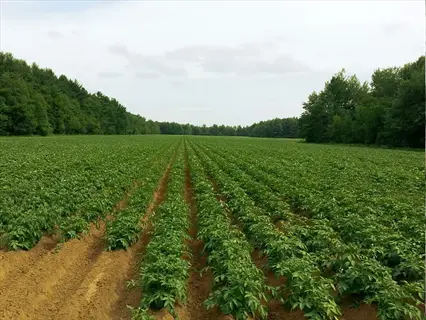 lush potato harvest garden with neat rows of green plants growing in ridged soil, surrounded by forest under cloudy sky