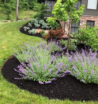 lush residential landscape with mulched garden beds featuring purple catmint, shrubs, and young trees