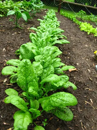 lush row of spinach seedlings garden growing in dark soil, vibrant green leaves under natural light with garden fence background