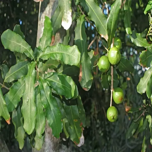 macadamia tree nuts branches with developing green nuts, wavy green leaves, and tree trunk in a sunlit orchard