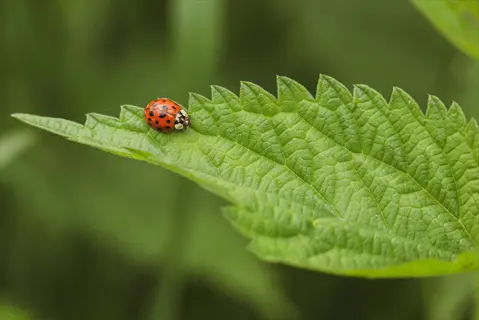 macro photography of a red ladybug with black spots on a textured green leaf, shallow depth of field with blurred natural background