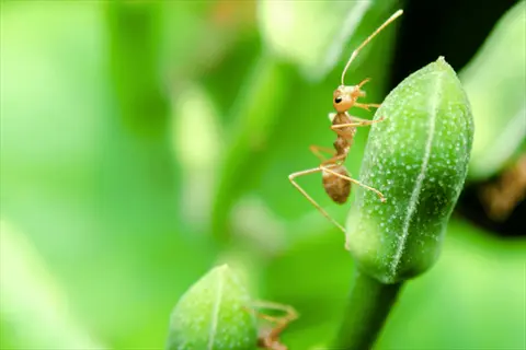 macro shot of two ants on a green plant stem with unopened buds, shallow depth of field with blurred green foliage background