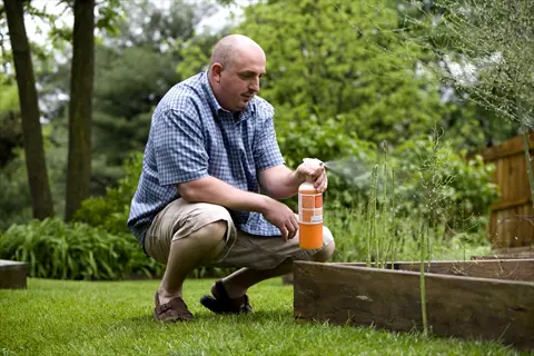 man applying insecticidal soap garden spray to plants in a raised garden bed during outdoor garden maintenance