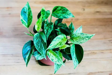 marble queen pothos plant with variegated green and white leaves in a pot on a wooden surface