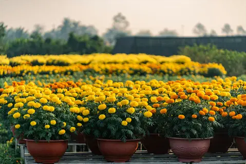 marigold flowers garden: rows of potted yellow and orange marigolds blooming abundantly in a sunlit outdoor garden with distant greenery