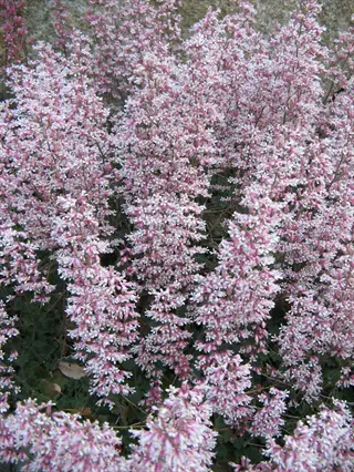 mass of coral bells pink flowers (heuchera) in full bloom with delicate bell-shaped blossoms