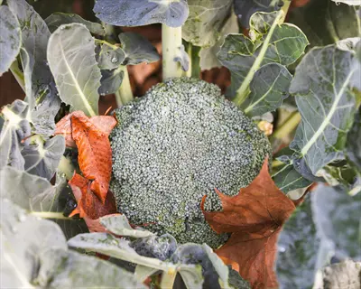 mature broccoli growing garden with developed green florets, large surrounding leaves, and fallen autumn leaves