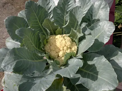 mature cauliflower head garden with large green leaves surrounding a prominent white curd in a garden setting