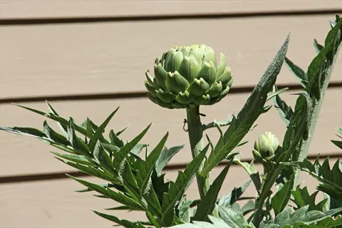 mature imperial star artichoke plant with large bud and feathery leaves against wooden siding