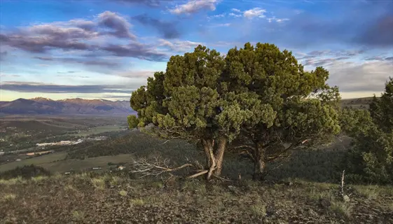 mature juniper trees (juniperus spp.) in a mountainous landscape at dusk with valley views and dramatic cloud-filled sky