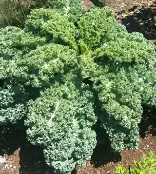 mature winterbor kale plant with lush curly green leaves thriving in a sunny garden bed