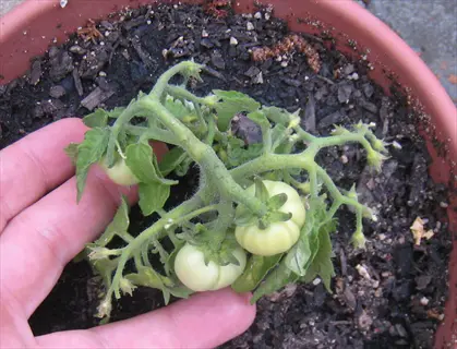 micro tomato seedling (micro tom variety) with small green fruits growing in a clay pot, shown with a hand for scale