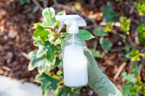 milk spray bottle plants setup with a gloved hand holding a spray bottle filled with milk solution, surrounded by green plants