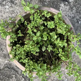mint plant growing in a terracotta pot