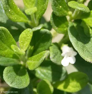 mint plant in sunny garden with dewy green leaves and small white flowers