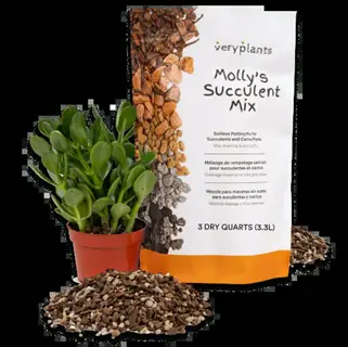 molly's succulent mix bag with granular fertilizer pellets, potted jade plant, and soil mix piles