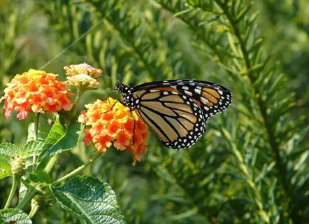 monarch butterfly perched on bright orange and yellow lantana butterfly flowers in a garden