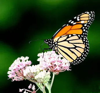 monarch butterfly perched on pink milkweed butterfly flowers with a green background