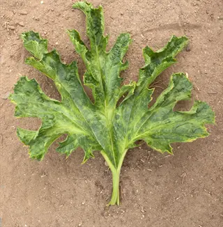 mosaic virus leaves with distorted shape and mottled green pattern