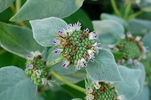 mountain mint (pycnanthemum muticum) flowering plant with purple and white blooms