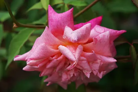 mrs. b.r. cant rose in a heritage tea rose garden, featuring a pink bloom with dewdrops and layered petals