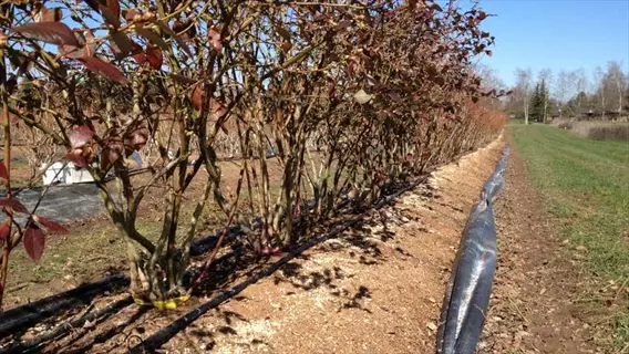mulched blueberry plants in raised beds with irrigation system in a sunny garden