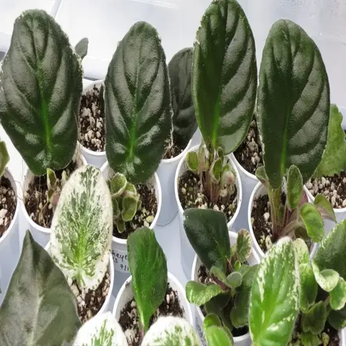 multiple african violet leaf cuttings in labeled pots during propagation process