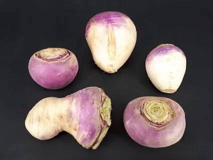 multiple american purple top rutabagas with characteristic purple-tinged crowns and white flesh arranged on black background