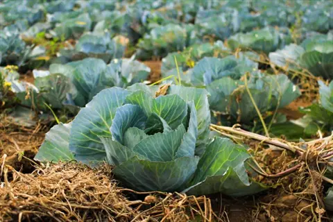 multiple cabbage growing field with mature green heads and organic mulch covering the soil