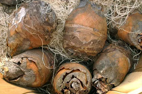 multiple elephant ear bulbs resting on shredded straw bedding