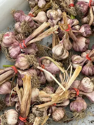 multiple garlic bulbs garden harvest with dried stalks, roots, and purple-tinged skins bundled together
