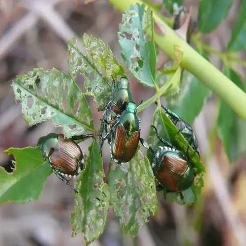 multiple japanese beetles on green leaf with bite damage