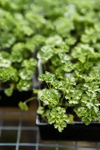 multiple parsley herb pots with vibrant green, curly leaves growing in black containers on a wire rack, featuring visible plant labels
