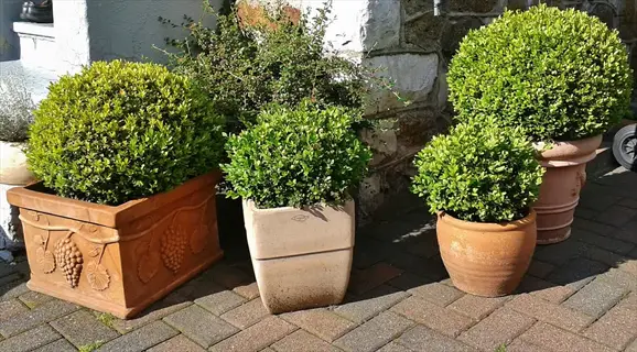 multiple potted boxwood shrubs (buxus sempervirens) in terracotta containers on brick patio in garden setting