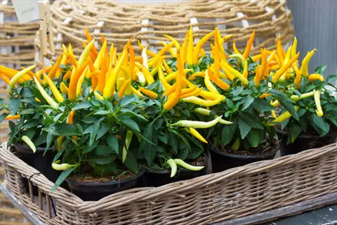 multiple potted pepper plants growing with vibrant yellow and orange chili peppers in a wicker basket, small plant tag visible, woven background decor