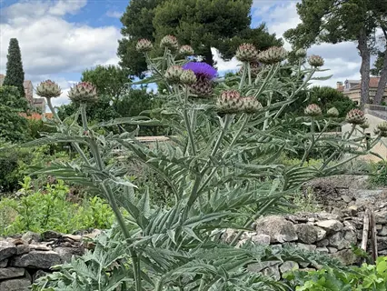 multiple purple artichoke plants with budding flower heads and one open bloom in a rustic garden with stone walls and mediterranean foliage