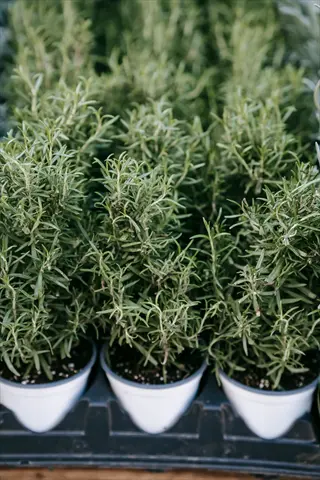 multiple rosemary potted plants with slender green needle-like leaves growing in identical white pots arranged in a dark nursery tray