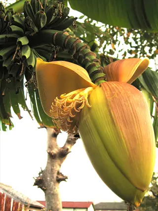 musa basjoo banana plant with large open banana blossom (heart) showing yellow stamens and clusters of small green developing bananas in outdoor garden