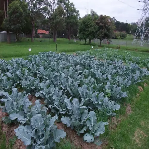 neatly arranged broccoli garden rows in an agricultural field with trees and an electricity pylon in the overcast background