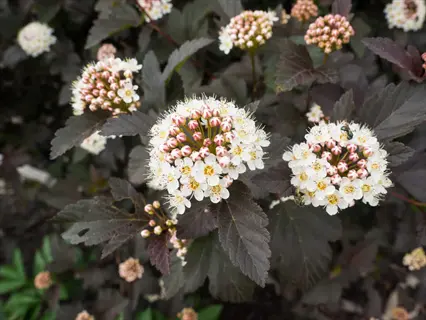 ninebark (physocarpus opulifolius) with deep purple foliage and clusters of white and pink flowers in bloom