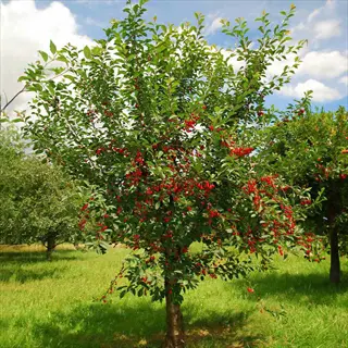 north star dwarf cherry tree in an orchard with bright red tart cherries and green leaves under a blue sky